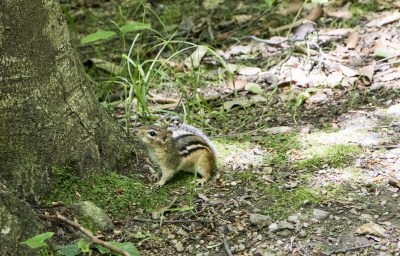 Chipmunk Vermont June 2017